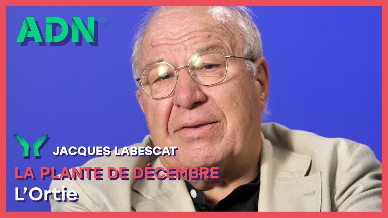 La plante de Décembre : L’Ortie