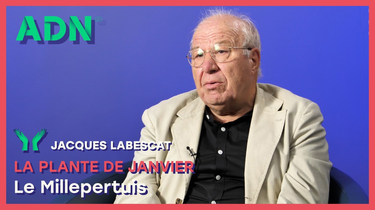 La plante de Janvier : Le Millepertuis