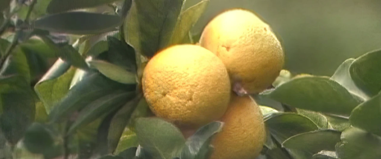 La vallée de Fa'aiti