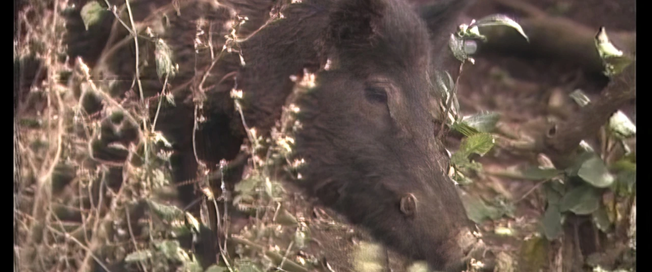 E hoho'a teie ni'a ia Fa'aiti