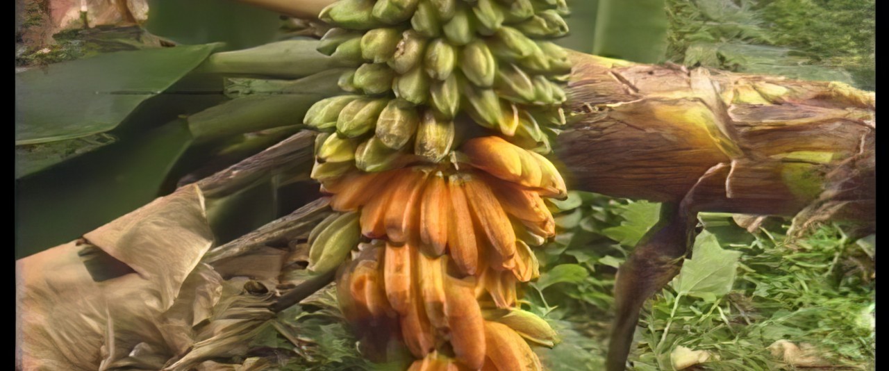 Te ora - Le bananier