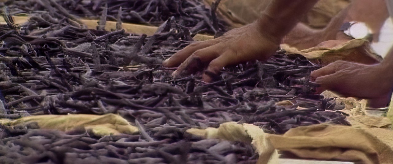 La vanille de Tahiti