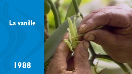 La vanille de Tahiti