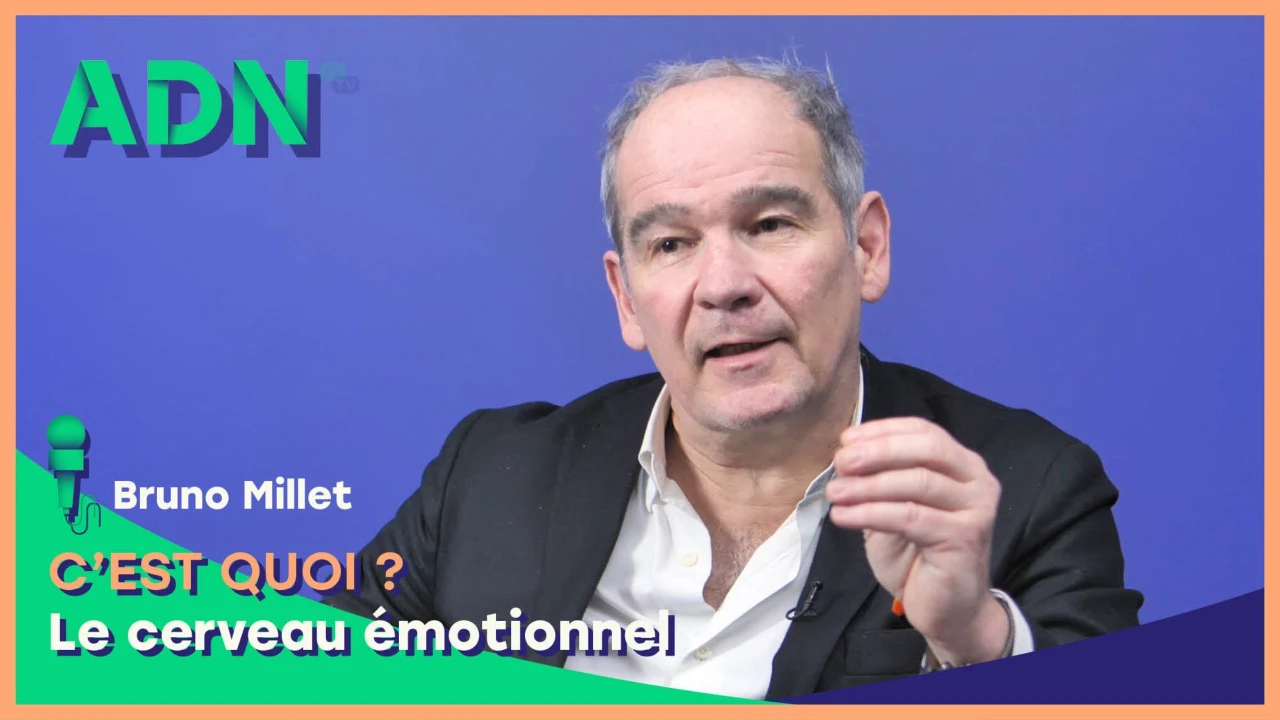 Le cerveau émotionnel, c'est quoi ?