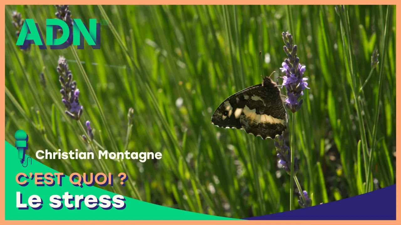 Le stress, c'est quoi ?