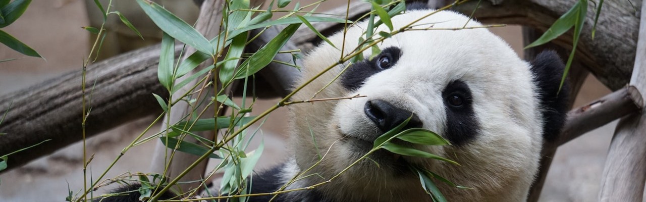 Quiz Excursion au Zoo