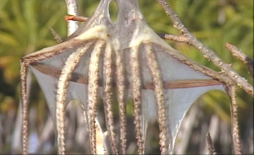Hiro'a - Les pêches ancestrales à Napuka - Partie II - avec Eric Conte