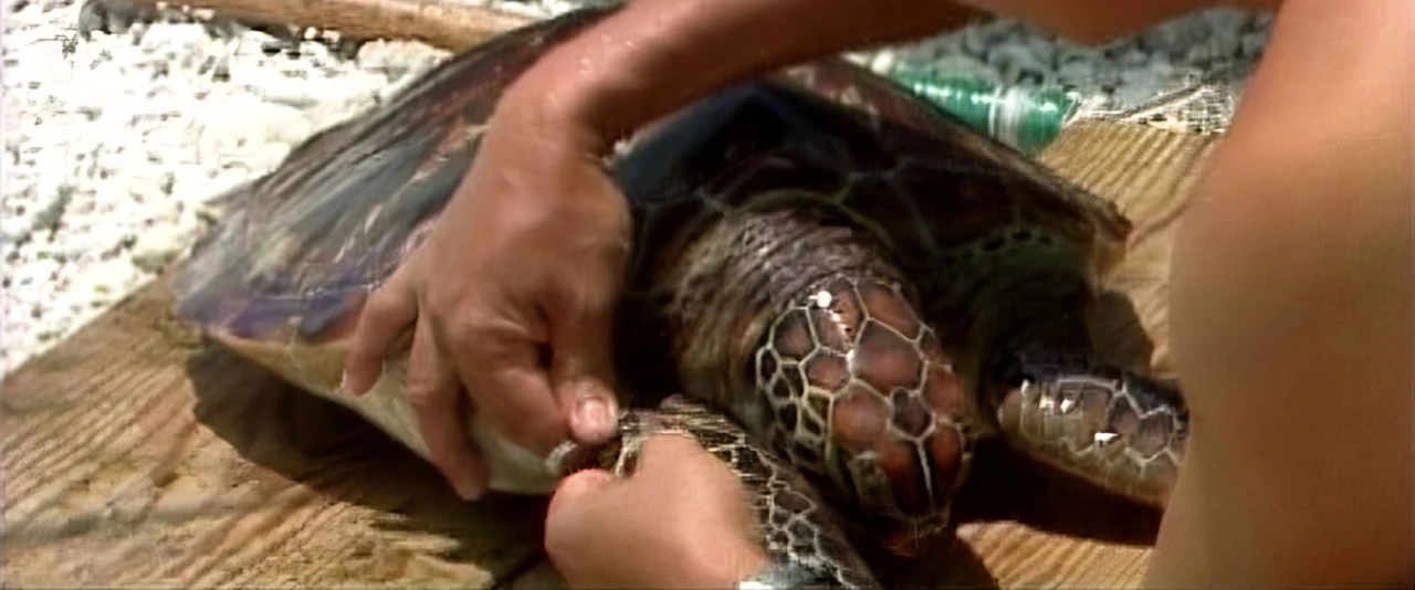 Hiro'a - La tortue et les Polynésiens avec Philippe Siu