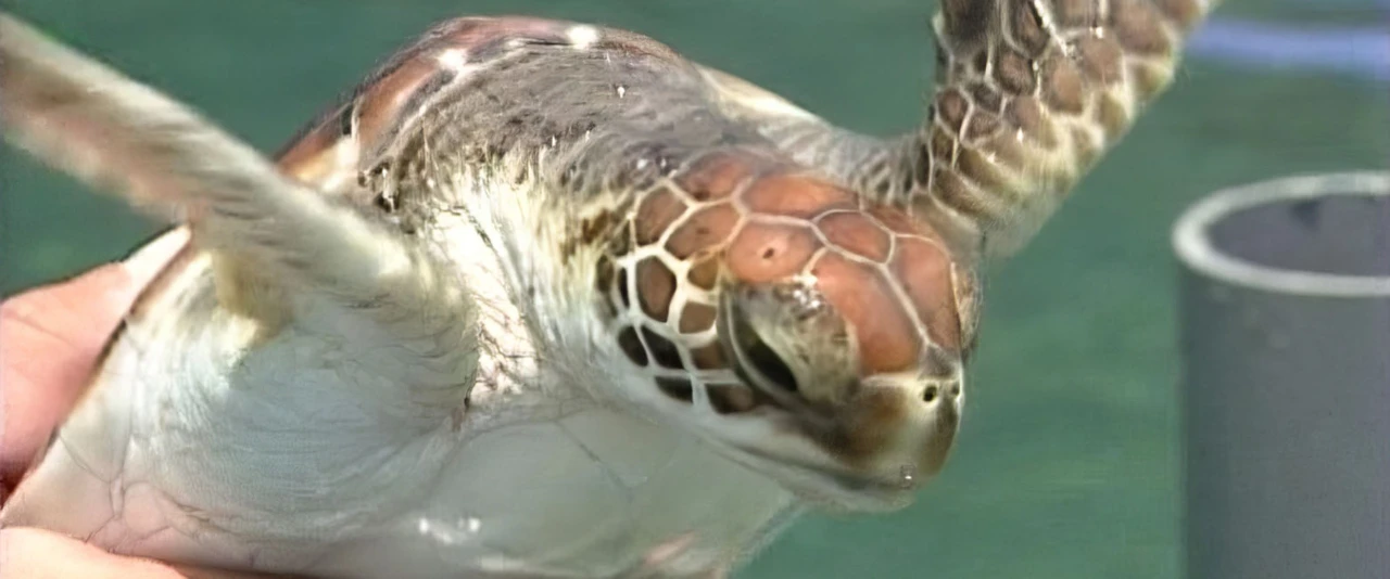 Hiro'a - Le programme de repeuplement des tortues avec Philippe Siu