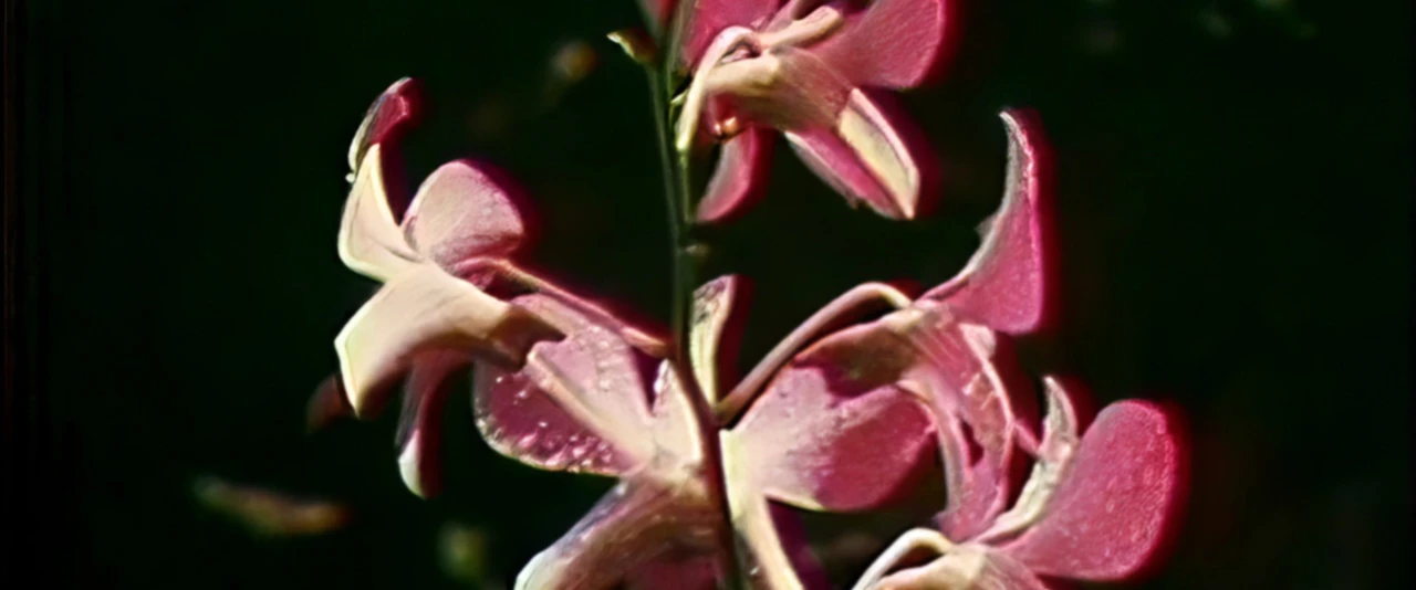 Les fleurs de Tahiti