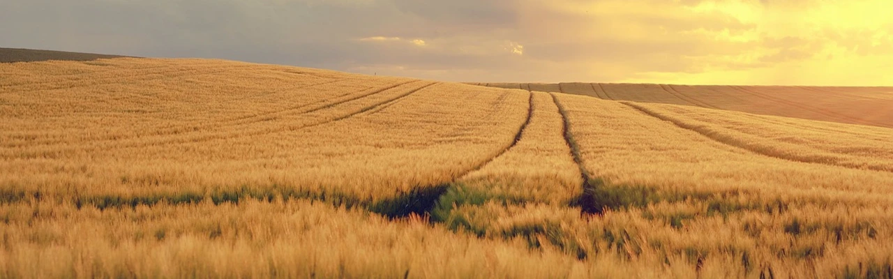 Quiz Petit Air de Campagne