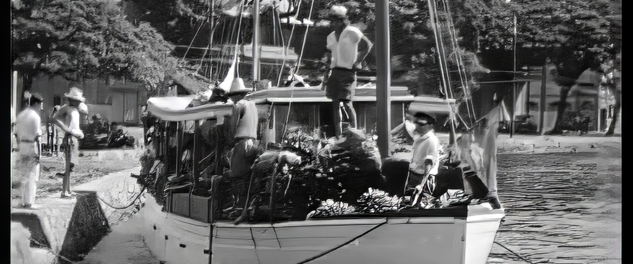 Belles of the Pacific