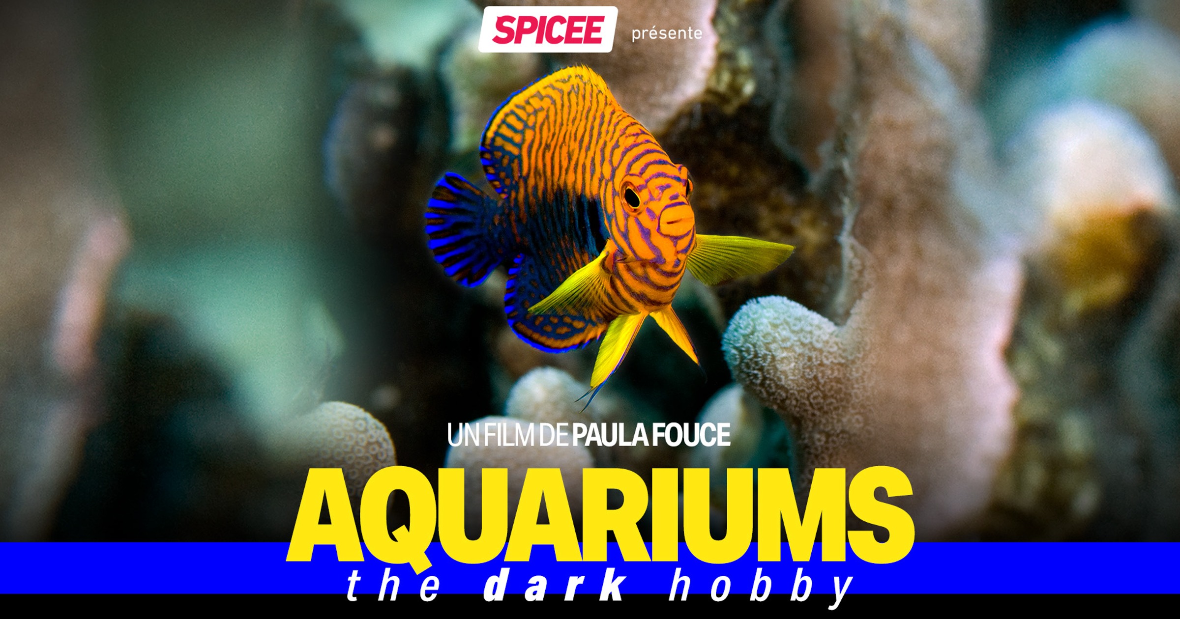 Aquariums the dark hobby