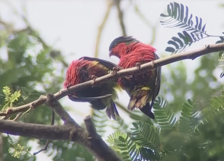 Hiro'a - Oiseaux dans la culture polynésienne avec Edgar Tetahiotupa - Partie I (reo tahiti)