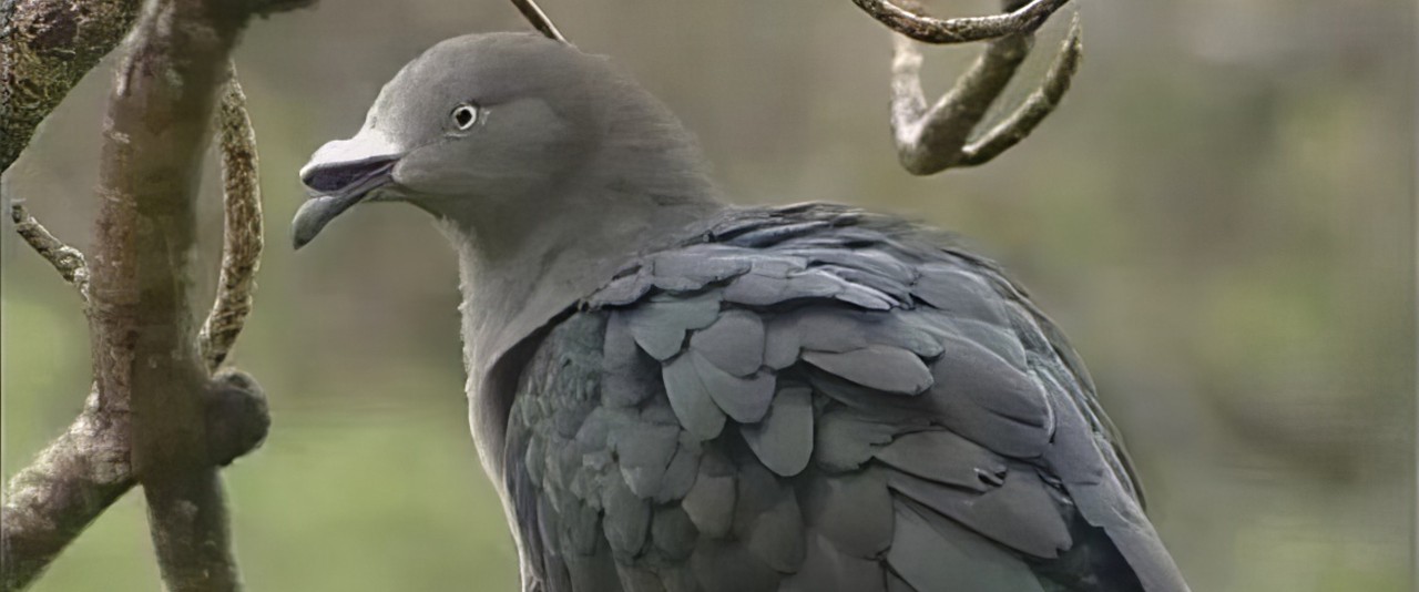 Hiro'a - oiseaux de Polynésie - Carpophage des Marquises avec Anne Gouni