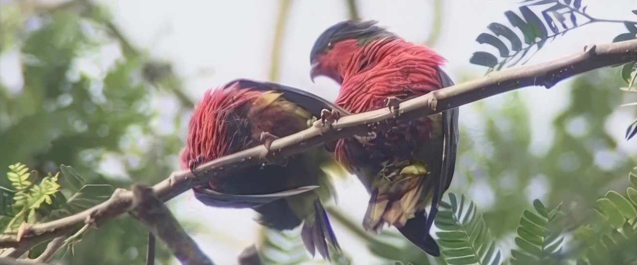 Hiro'a - Oiseaux de Polynésie - Lori de Kuhl et Ura de Rimatara avec Anne Gouni
