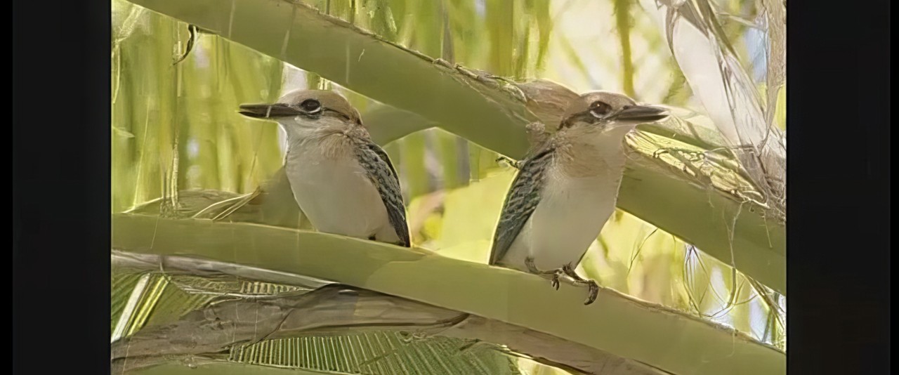 Hiro'a - Oiseaux de Polynésie - Koteuteu avec Anne Gouni