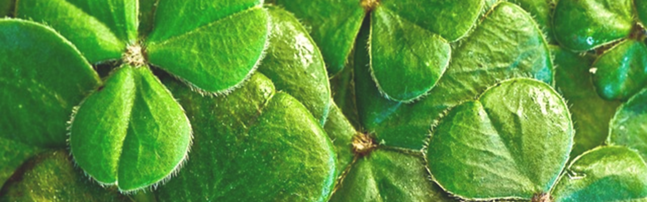 Quiz - Balade Irlandaise