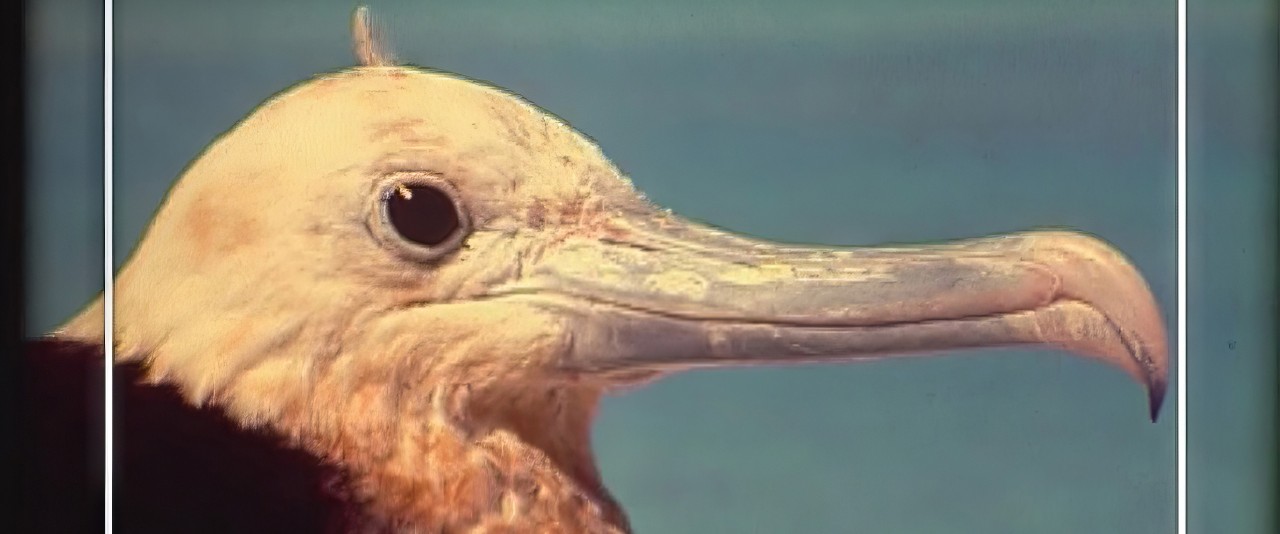 Mémoires de Polynésie - Jeux avec des frégates