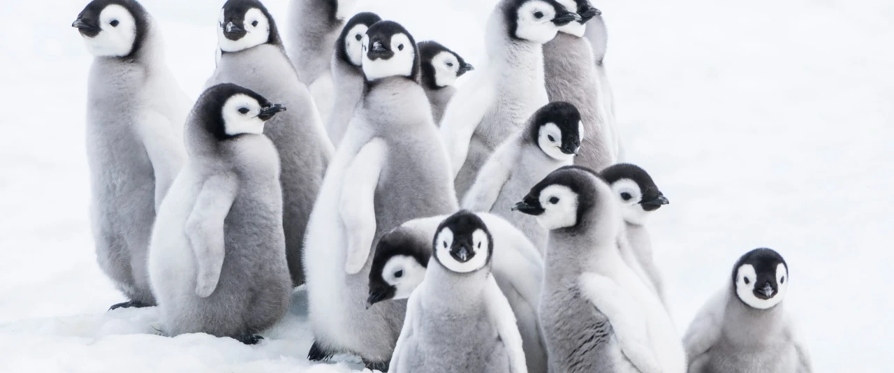 Pingvinresan 2