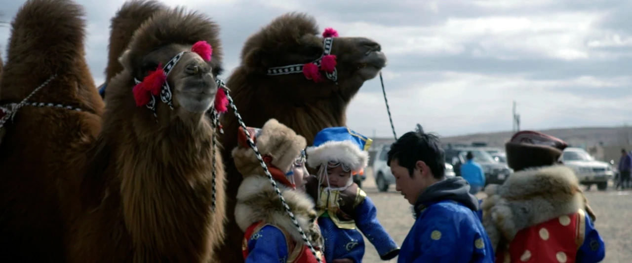 De arktiska kamelerna