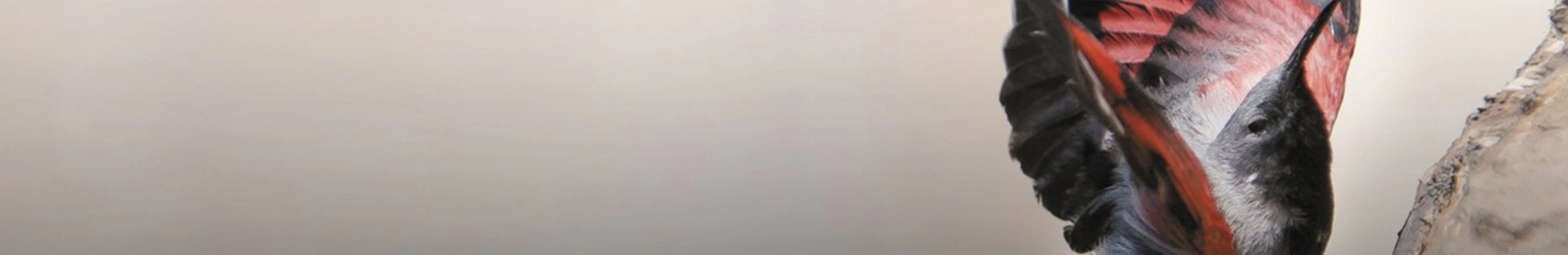 Les animaux méconnus