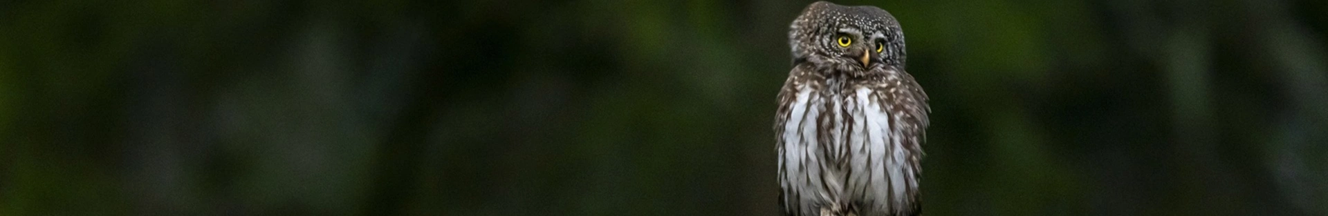 Fresques animalières