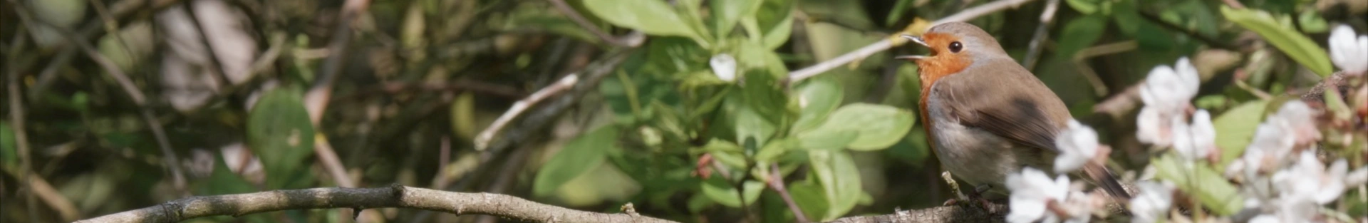 A l'écoute de la nature